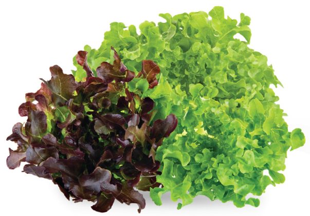 Locally Grown Fresh BC Red or Green Leaf Lettuce from IGA